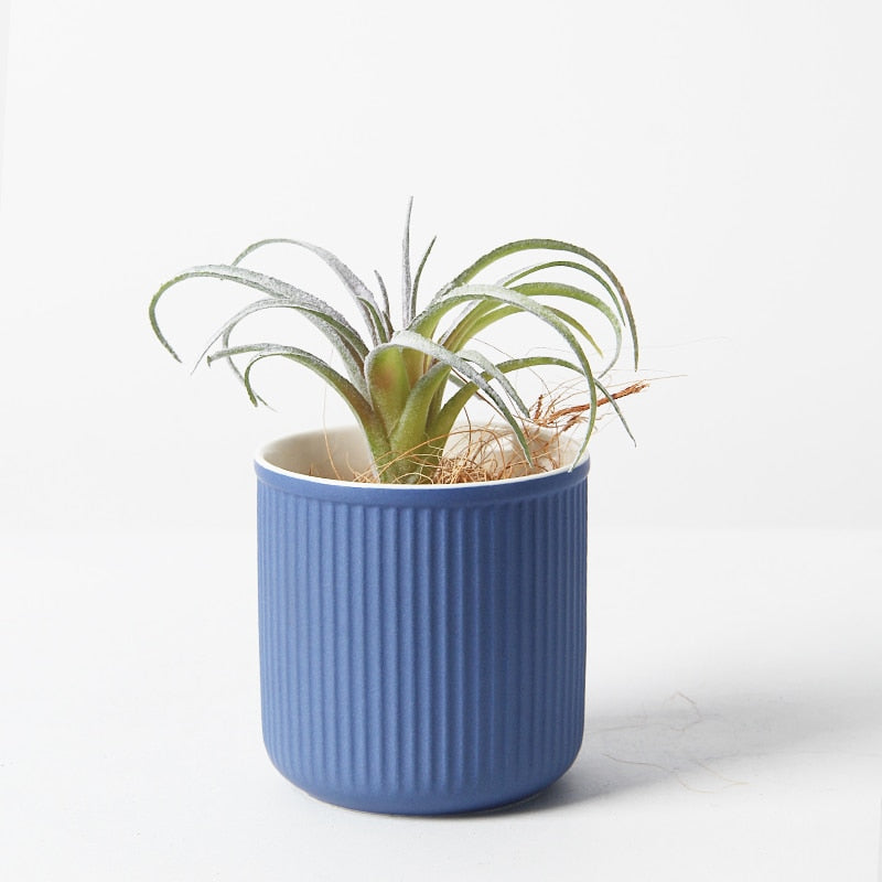 striped ceramic flower pot planter blue white black Quinton Lake