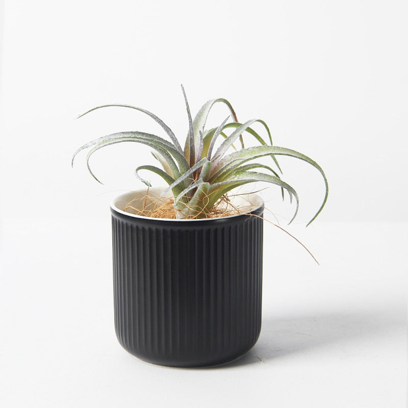 striped ceramic flower pot planter blue white black Quinton Lake
